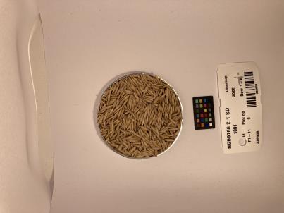 Click for 1 image(s) for this accession. SEED